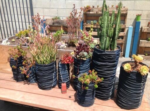 AndrewAsch's tweet photo. Succulent garden @tortoisejeans note: pot holders covered n denim. @apparelnews http://t.co/nb3VbDGDVQ