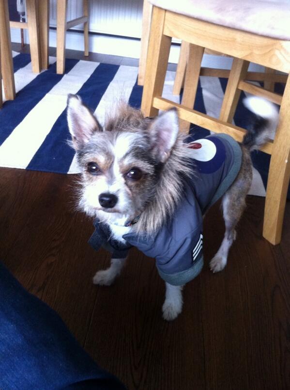Rattyroo123's tweet image. @faithclark85 Sid loving his new look!! #moddog