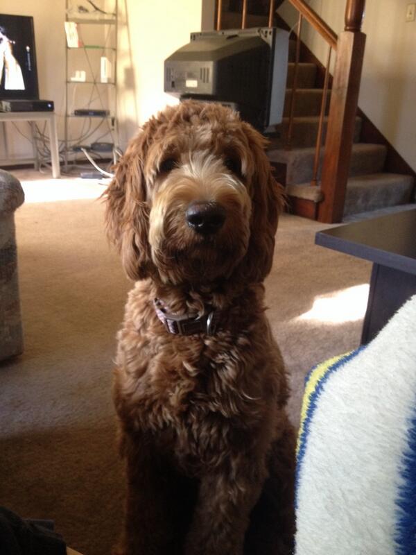 GoldenMiadoodle's tweet photo. If I stand perfectly still, maybe she will share her food... http://t.co/suj681rvoD