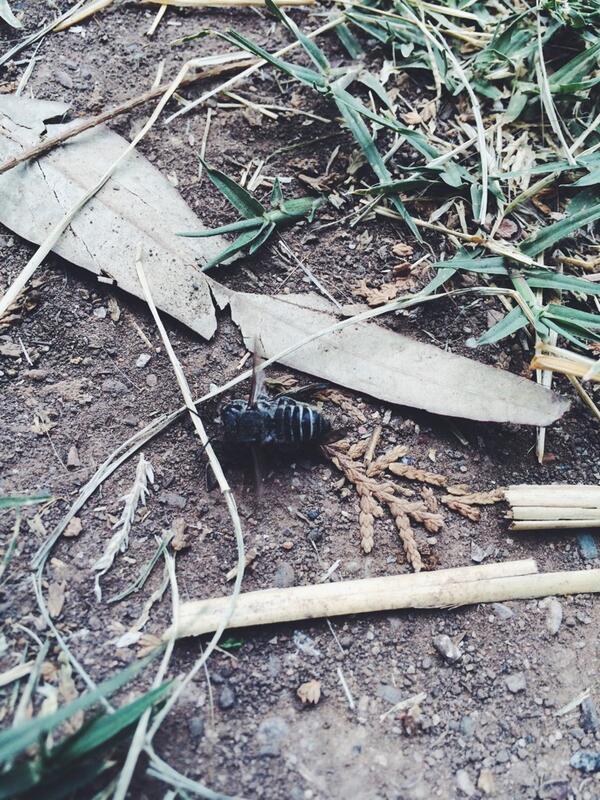 ImSelector's tweet image. Beez in the trap 🐝