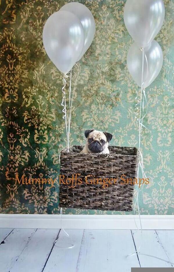 LauraMayRoff's tweet photo. Pugs might fly! Percy's big adventure @KCLovesDogs @pug @DogBlogsUK @DogsMonthly @DogsTrust @yourdog @PaulOGradyShow http://t.co/2qRiKE4pOf