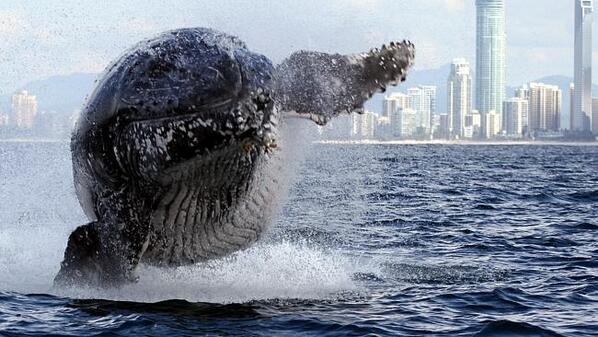 GCBulletin's tweet photo. It's whale season and this "little" guy wanted to make sure he made entrance! http://t.co/XGvQQn3kG6 #GoldCoast http://t.co/Le1DnydRQB