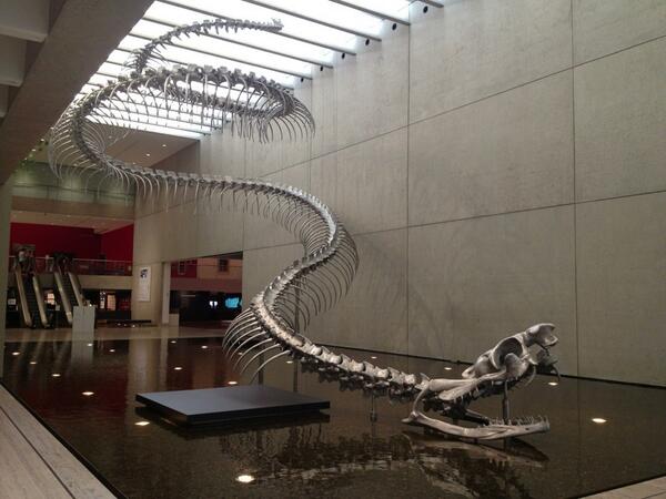 The most frightening thing, is that it actually existed. The Titanoboa.