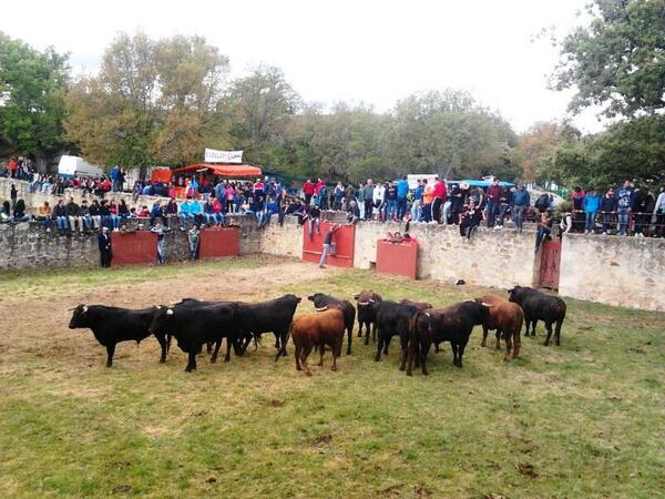 desdeSoria's tweet photo. Salen los primeros novillos a los corrales de Cañada Honda (vídeos). http://t.co/f1nCIKzgqt http://t.co/8l46i6r4W7