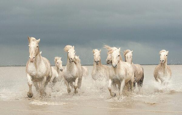 Camargue Horses Galloping through the Sea, Côte d'Azur, France by J. Alexander #CGE #wild #freedom