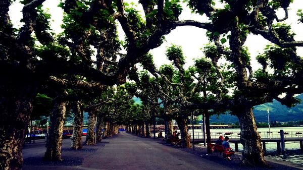 kayeman's tweet image. Interesting trees, lake side, Rapperswil