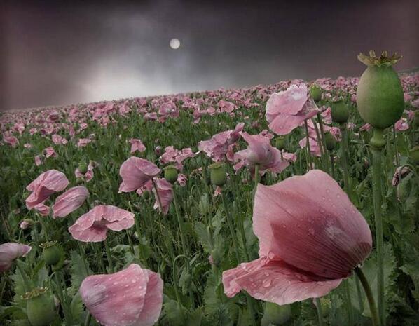 Pink poppies @ Moonlight by Veronika Pinke