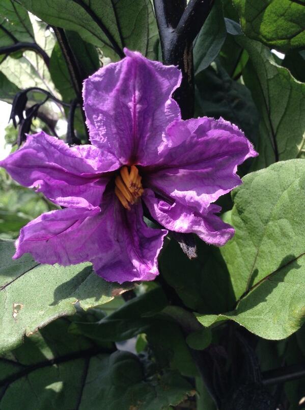 winesaitama's tweet photo. 茄子の花は、大半が下を向いて咲いています。なんでだろう？ http://t.co/kYwJ3Z3WNa