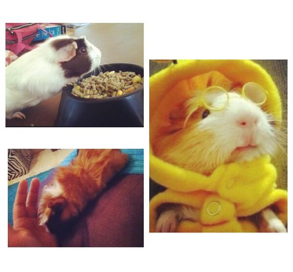 PerezPons's tweet image. Hoy es uno de esos días que extraño a mis bebes #jessieOreo #Cheita #guineapig #mybabys #imissyou
