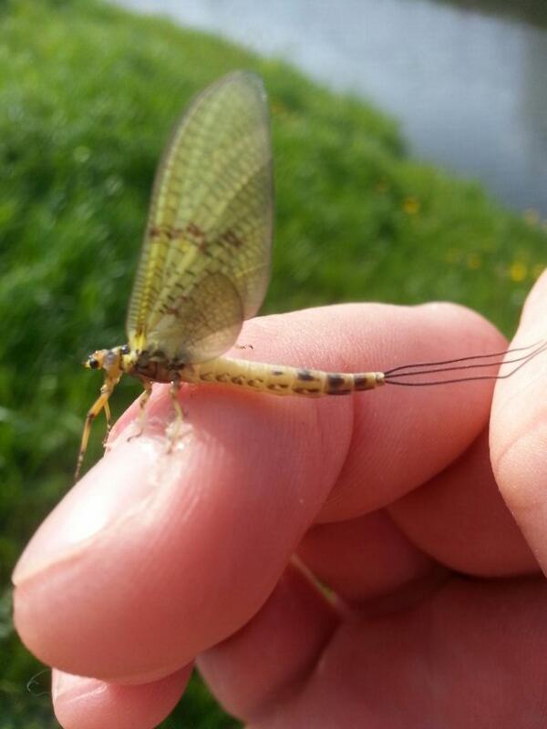 OllyShepherdFF's tweet photo. Nice to see the Maylfy making an appearance on Cod Beck today! http://t.co/Q9E6ocmdQJ