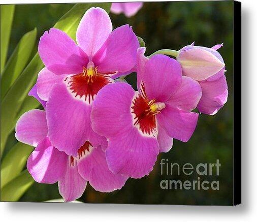 emilioereza's tweet photo. New artwork for sale! - "Miltonia orchid." - http://t.co/wqfl98E5nb @fineartamerica http://t.co/joIyahnnAl