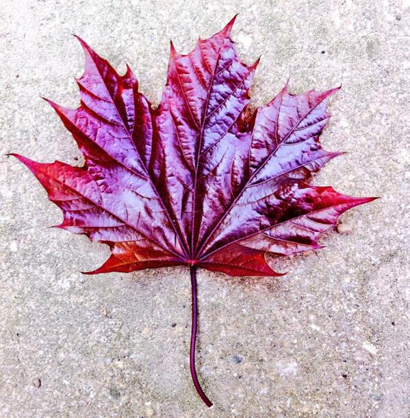 PicCapture's tweet photo. Happy Victoria Day! #VictoriaDay #Canada #nature #pictures http://t.co/SckO8Lr010