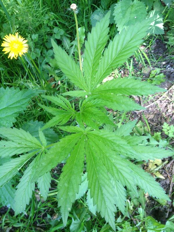 HusDroopy's tweet photo. Iet wat vreemde plant hier in ons bos! http://t.co/4NDC6OEKHa