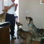 Photo by Pets Alive PR (@PetsalivePR)