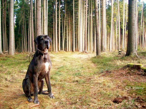 Terenc7's tweet photo. rest in peace...I love you..#TheBest #dog #ever http://t.co/G7Tq8iKueC