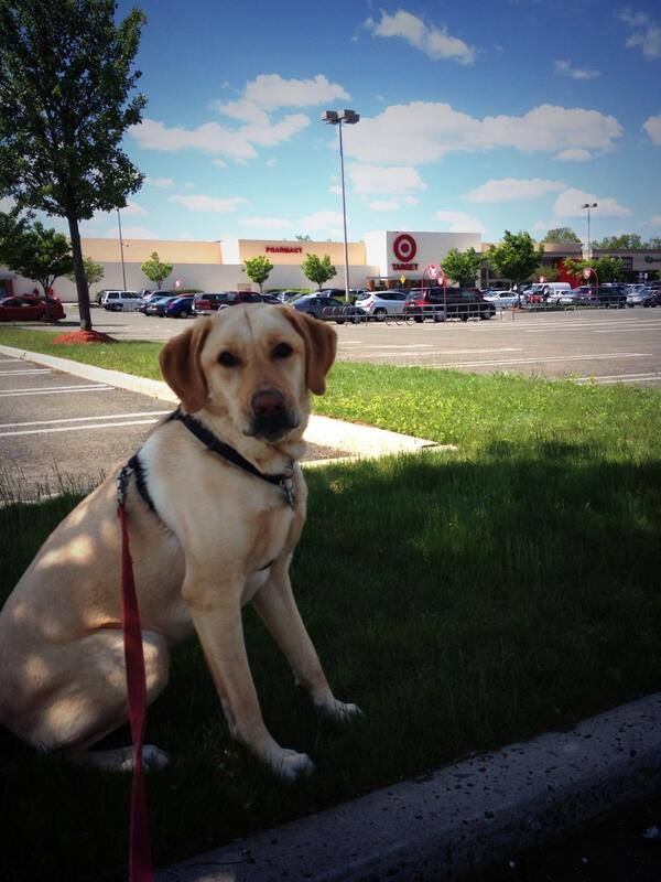 TuckProblems's tweet image. doin big people things like goin to @target. @djciar02 said no dogs allowed inside so this is as close as I can get.