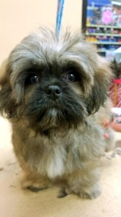 Petsmart1759's tweet photo. Can you name the Star Wars character we saw today? #inspiredbypets http://t.co/4GoqFp0i8l