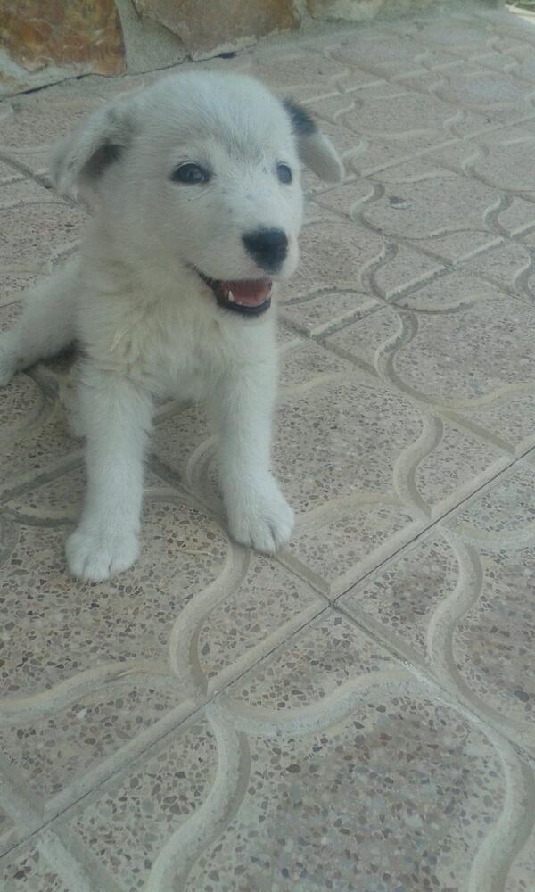 jotajotabonamua's tweet photo. ¿Alguien ha perdido este cachorro? Se encuentra en mi calle y está desnutrido, necesita hogar @_Mengibar_  RT http://t.co/PXdCqECWZW