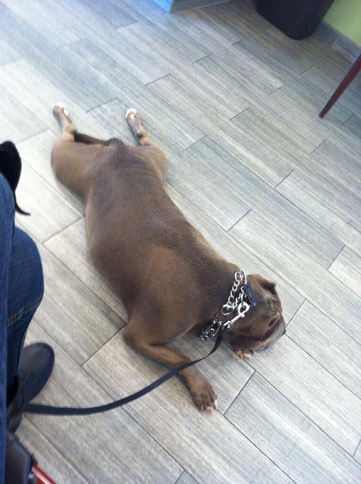 Time for a check-up! http://t.co/nU5bQcjh4m<a href="/tag/pitbull"class="tags"><span>#pitbull</span></a><a href="/tag/pittylove"class="tags"><span>#pittylove</span></a>