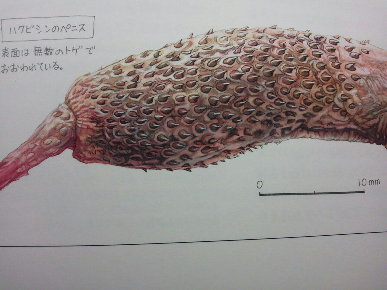 ゆからんのすけ そしてハクビシンのちんちんがスゴイ 凶悪ちんこ注意 Http T Co Na9g1dwosf ゆからんのすけ そしてハクビシンのちんちんがスゴイ 凶悪ちんこ注意 Http T Co Na9g1dwosf