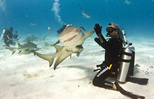 TheSharkSocks's tweet photo. High 5! http://t.co/qPSVbX5c37