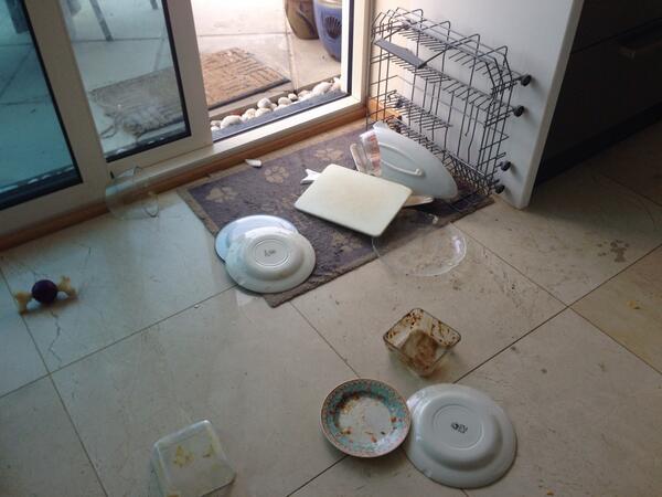 This is the result of Barney getting his collar caught in the dishwasher and panicking #stupiddog #brokenplates