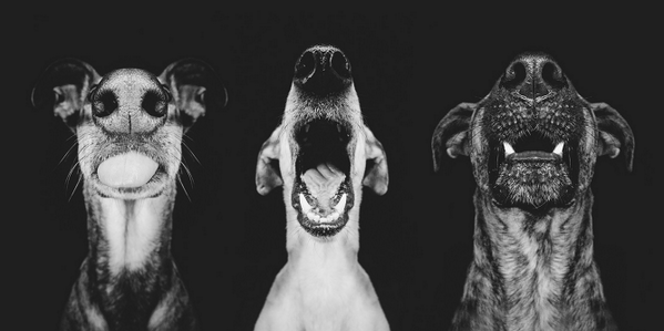 ImageShack's tweet photo. Which one best represents your mood today? http://t.co/zGFr10oWFB  #doglover #mondayblues By Wieselblitz #Photography http://t.co/9k2LY306L3