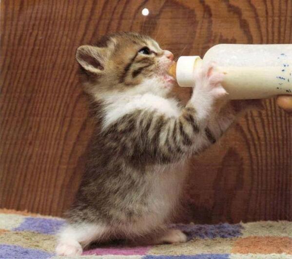 RealJohnRice's tweet image. steady on tiger .... u haven't gotta drink it all now !!!   ow.ly/xeyxs  ☺