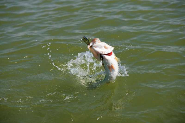 Cabelas's tweet photo. It's the unexpected tug on the end of the line sends your heart racing. http://t.co/UmSbgyCK5f