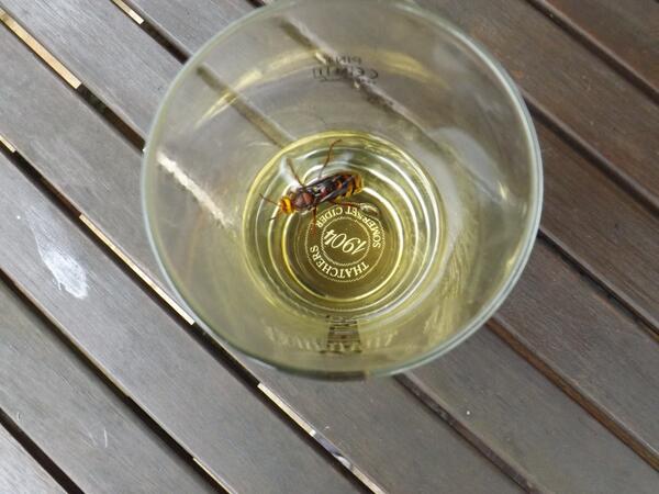 jackdminett's tweet photo. Is this a giant hornet ?? http://t.co/PF72axhcSX