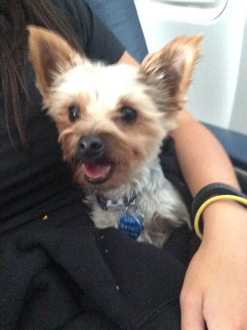 The love of my life 💙🐶🐺 #Bandit #Yorkie http://t.co/zlL9I6S0Uk<a href="/tag/bandit"class="tags">#Bandit</a><a href="/tag/yorkie"class="tags">#Yorkie</a>
