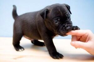 Dogguau_Bilbao's tweet photo. Por qué tu cachorro debería morderte | Nuevo en EDUCANDO A MI PERRO http://t.co/jn77IaRXrY http://t.co/NtwY4qOMmk