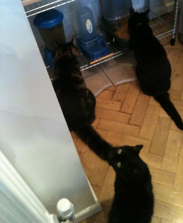 WHY MY CAT IS SAD tweet media