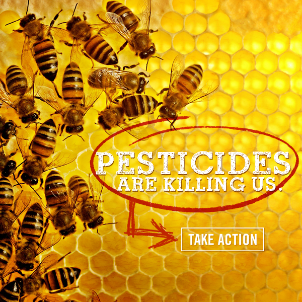 Participant's tweet photo. 1/4 of what we eat depends on bee pollination. #TakeAction now to help save our bee friends: http://t.co/LbSKHDfW27 http://t.co/EwWMfdRxhC