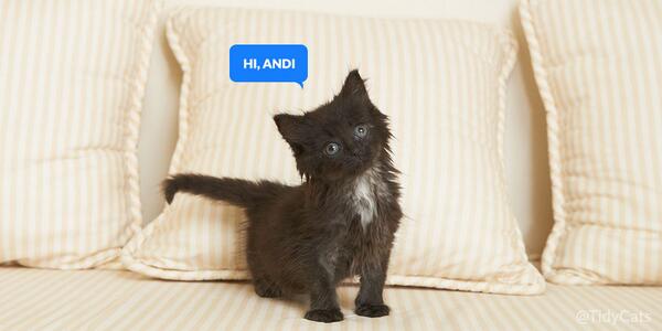 TidyCats's tweet photo. .@AndiDorfman will you accept this kitten? #TheBachelorette http://t.co/RYpwcRKJzg