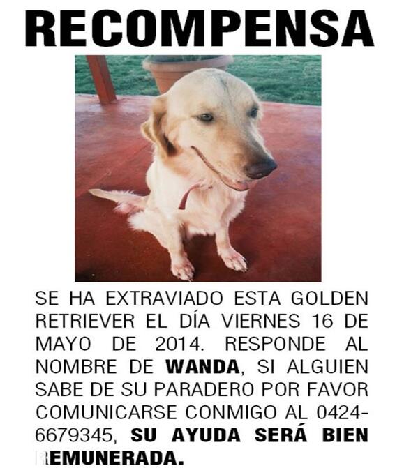 andy_mg's tweet photo. @perritocallejer Golden extraviada 16/05 en el Zulia / San Miguel WANDA ayuda con RT se ofrece buena recompensa! RT http://t.co/hKgDsAwGK5
