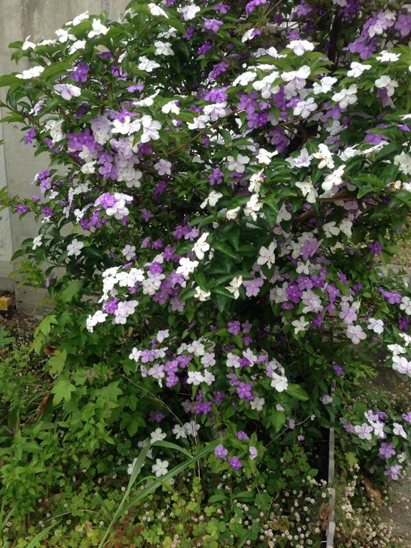 バンマツリの育て方 植え付けから上手に管理 増やす方法まで解説 Botanica