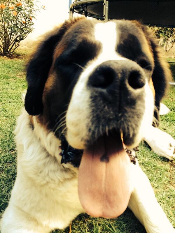 Orgullosamente una mascota protegida por #FRONTLINEPLUS @mascotapro <a href="/lajosa/">Maria Jose Loyola</a>