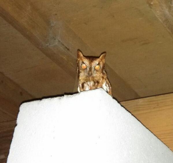 jezriel12's tweet photo. Found a baby owl in my backyard http://t.co/TkppNaKVQB