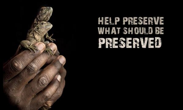 CWAiguana's tweet photo. #preserve #conservation #awareness #earthpreservation #wecandothis http://t.co/m3ORTdIeTN