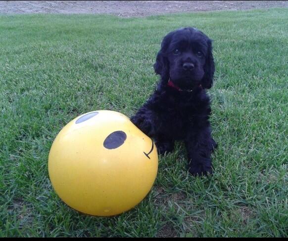 Cmc732Clarky's tweet photo. Molly will share #smileyball if your having a bad day #puppylove http://t.co/2RIIffIZRg
