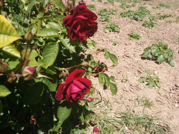 refugicanada's tweet photo. I com ens agraden les flors! http://t.co/Cznx8LeP0L