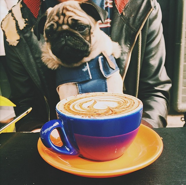 AD7bells's tweet photo. Olly the pug loves a latte! (thanks to @heresalwaysroomfordessert for the hilarious pic!). http://t.co/869UYpzF65
