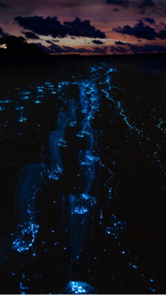 EarthPorn4U's tweet photo. Bioluminescent Bay Puerto Rico #EarthPorn http://t.co/FA2wcgSPXR