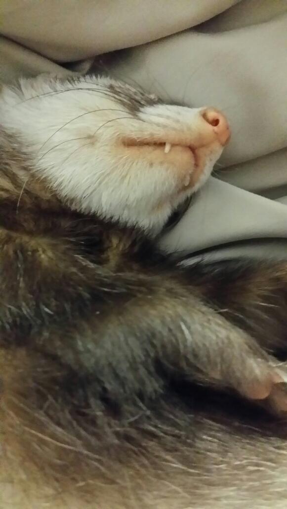 angusmacferret's tweet photo. Toby http://t.co/VO9Oxii1Zp
