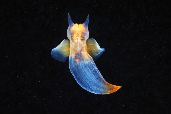 WIRED's tweet image. The daring 3-year-long sea trek to find and photograph sea creatures as never before wrd.cm/Sc9wk3