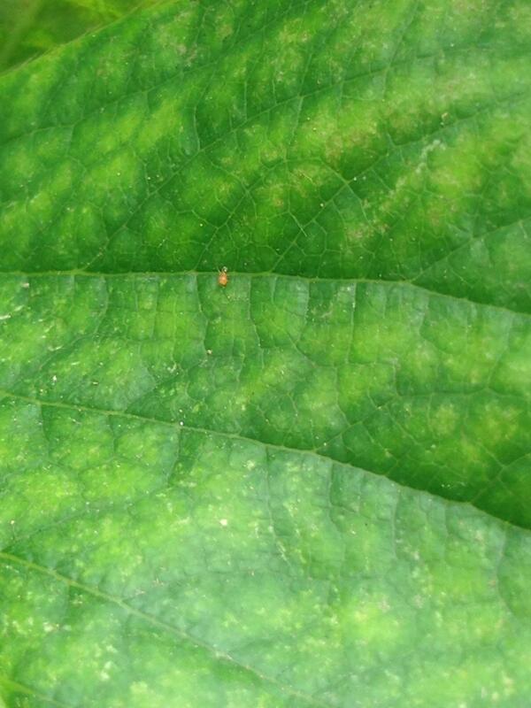 黒猫 ᗢᘏᓗ 𝒯ℯ𝒶𝓂𝒜ℬ𝒞 ここに来てハダニ発生中 D 画像中央にいる赤いダニは天敵のチリカブリダニなのか 動きは活発 まぁ圧倒的にハダニが多いので来週ダニサラバやるしかないかなぁm M Http T Co Funnqjib9v