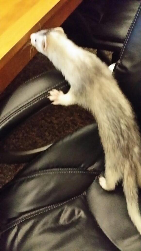 angusmacferret's tweet photo. Right now...Murph wants to play on the computer http://t.co/VN4PxwQgoQ