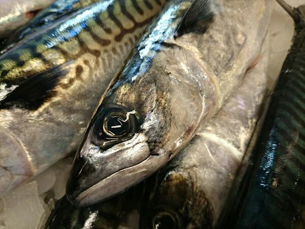 Klosteret's tweet photo. Nå har makrellen kommet http://t.co/KhCmJv0ng6