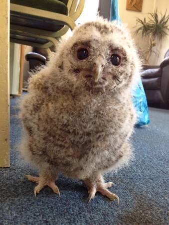 leedscastleuk's tweet photo. Meet Pringle our 21 day old Tawny Owl! We hope to fly him with our other Tawny Owl Twiglet. Can you guess the theme? http://t.co/bOUNlP3HjV